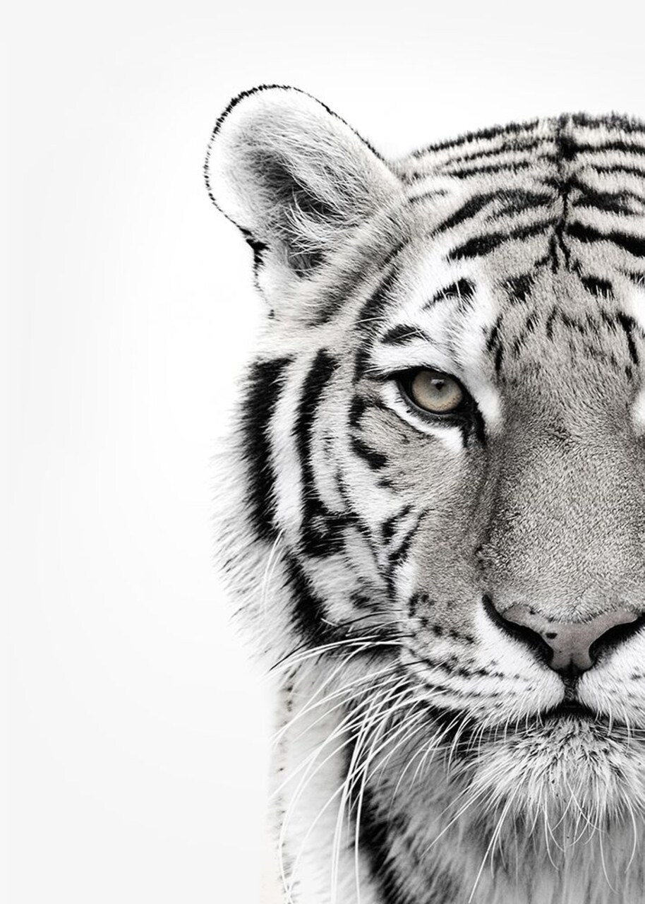 White Tiger Poster Print by Design Fabrikken Design Fabrikken - Item # VARPDXMF9690350